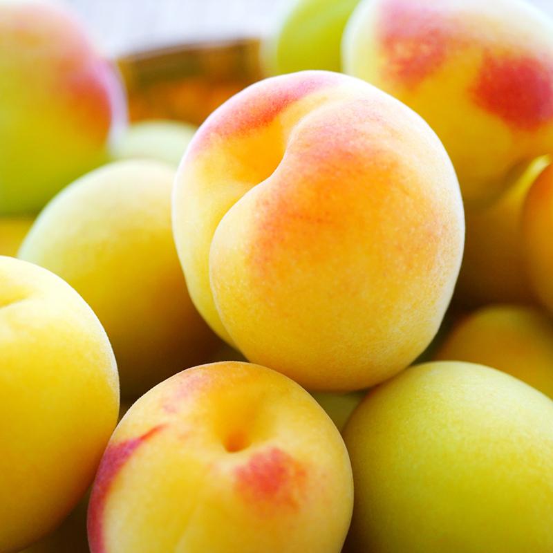 樹上完熟梅飲料 vibratoビブラート(150ml)1ケース24本入 化粧箱なし お得なケース販売