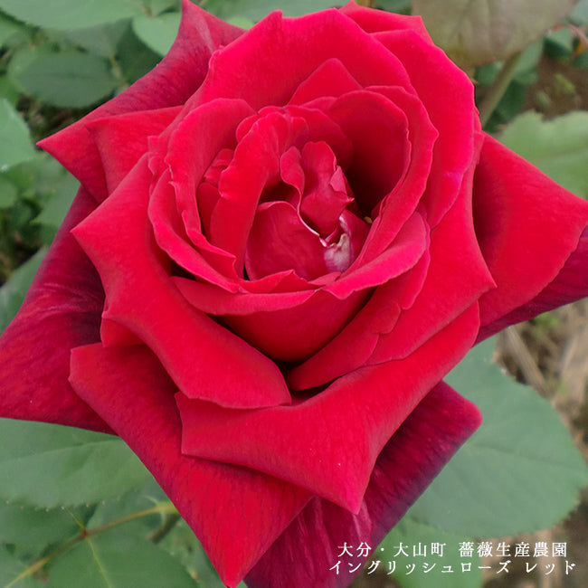 梅酒 薔薇梅酒プレミアム YUMEHIBIKI 200ml  数量限定 高級梅酒 ギフト プレゼント　