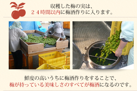 かぼす梅酒 720ml 熟成梅酒ゆめひびき 720ml 各１本  梅ギフト箱入り ギフト プレゼント