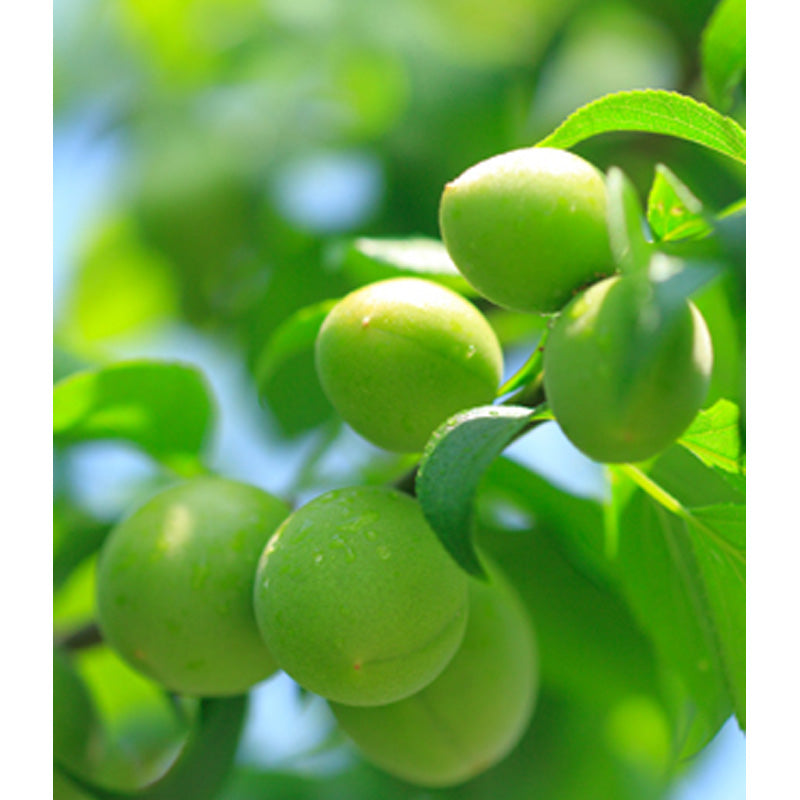 熟成梅酒 ゆめひびき 720ml 専用化粧箱 梅酒 高級梅酒 鶯宿梅 熟成梅酒 ギフト プレゼント　