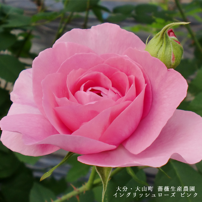 梅酒専門蔵・おうちで“うめひびき”母の日特別パッケージ 薔薇梅酒 200ml ROSE UME LIQUEUR-YUMEHIBIKI