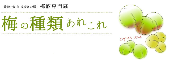 豊後・大山 ひびきの郷 梅酒専門蔵 梅酒の種類あれこれ
